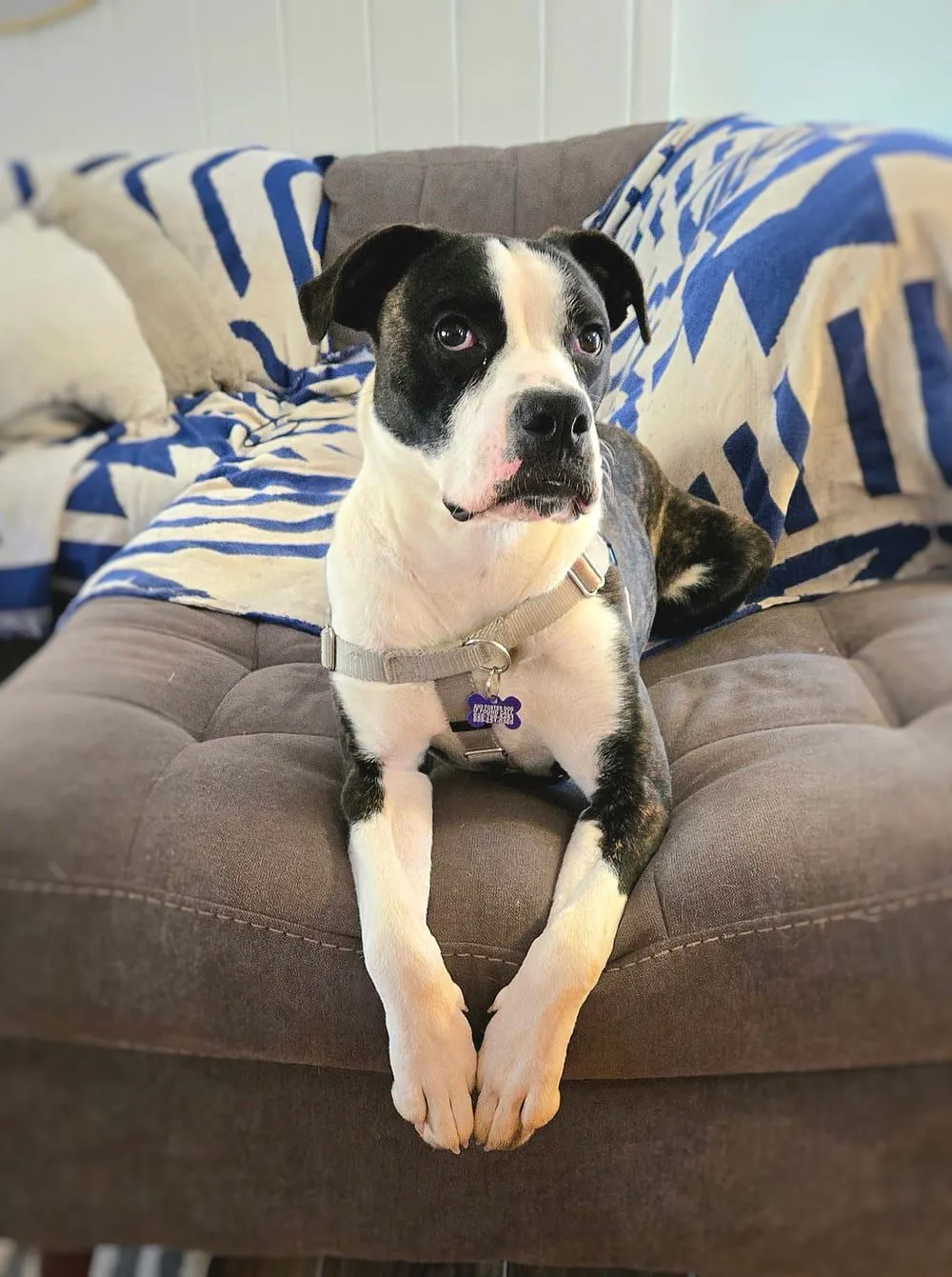 Black and white foster dog relaxed and settled on a couch, decompressing in a calm home