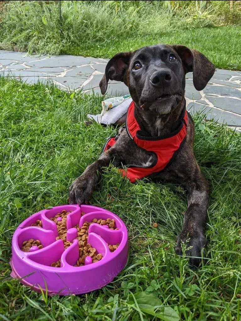 Brindle foster puppy in a red harness lying beside a slow-feeder bowl in the grass, learning a mealtime routine
