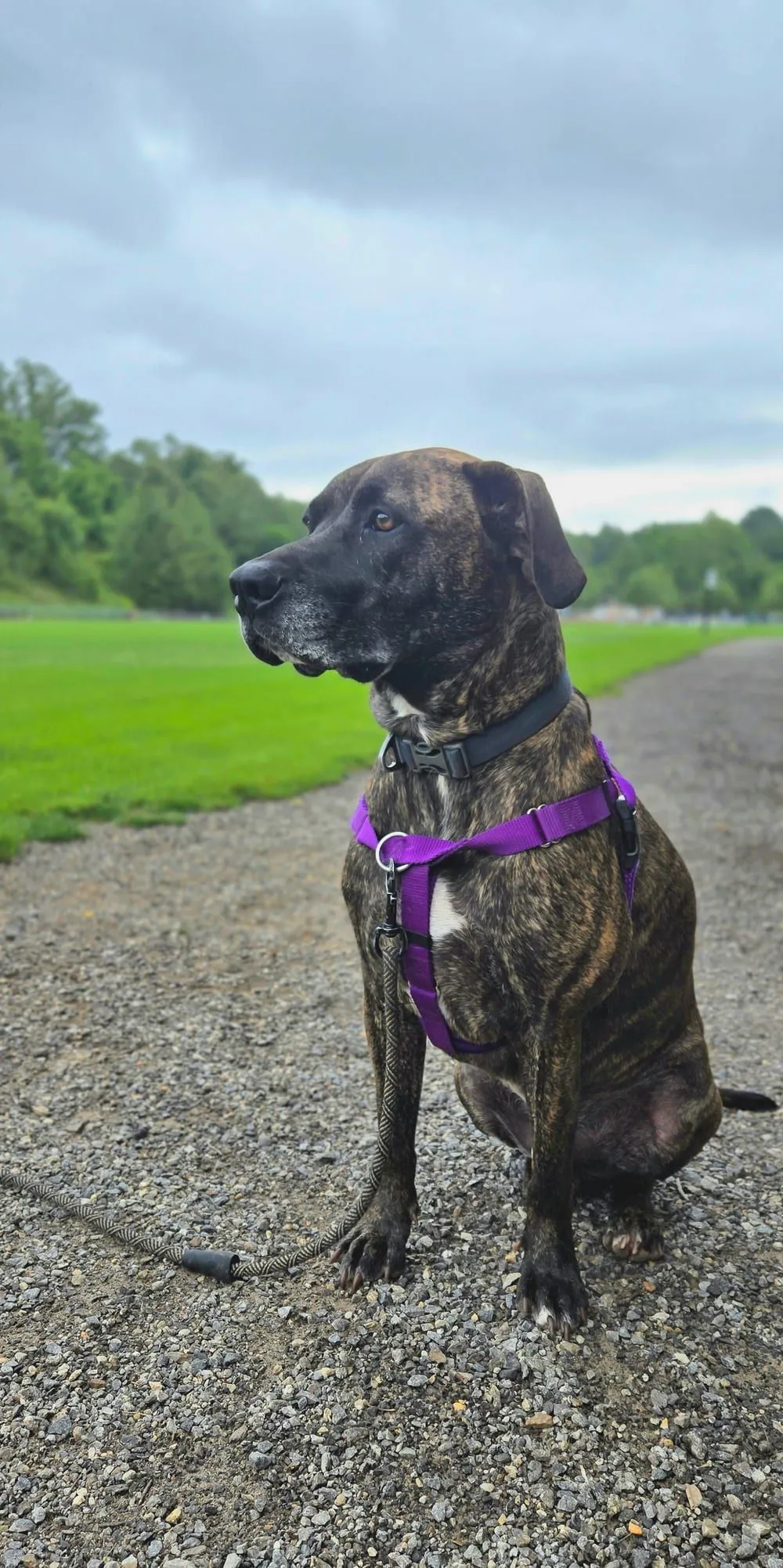 Brindle rescue dog sitting calmly on a leash at an Asheville park on an overcast morning