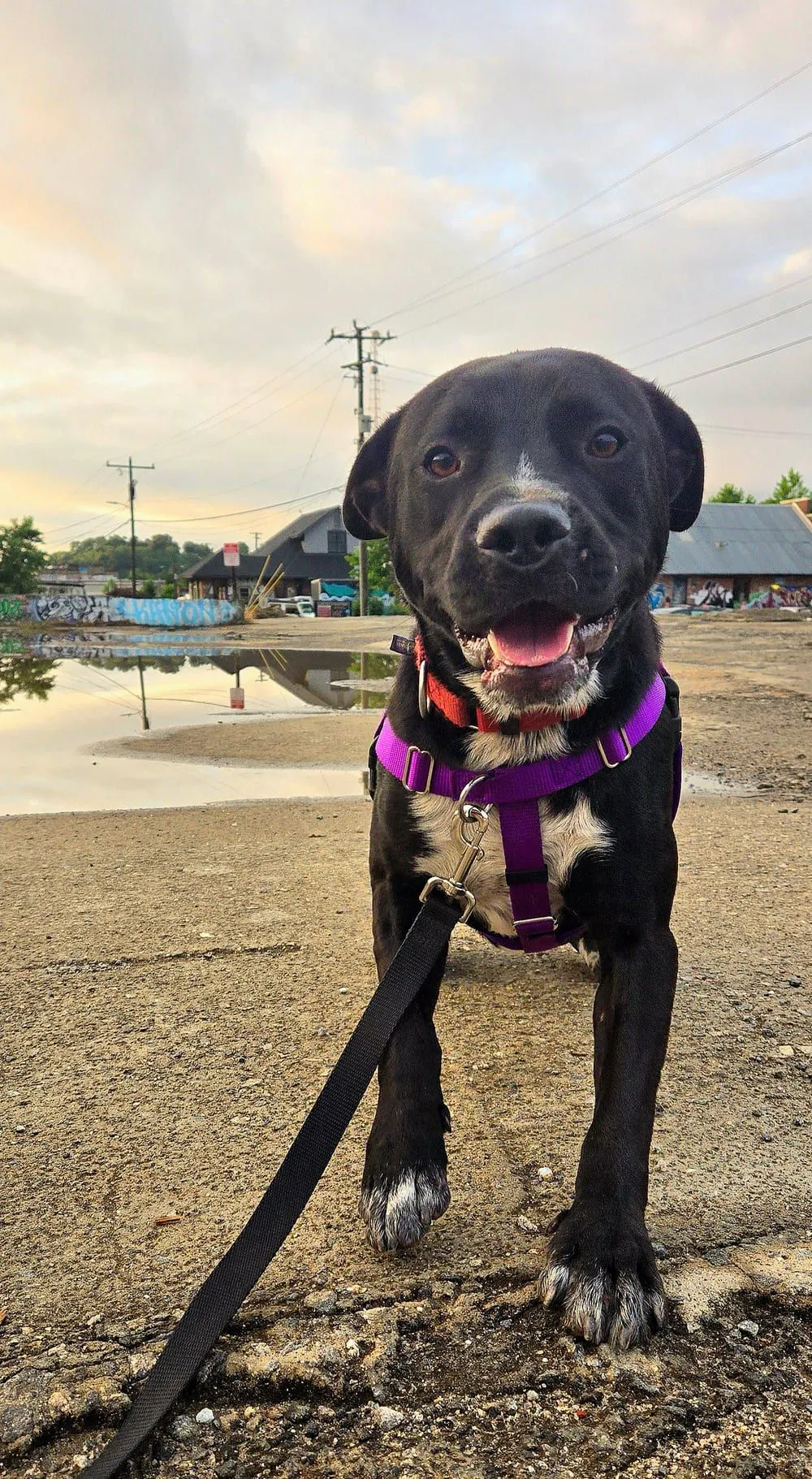 Black rescue dog in a purple harness smiling on a walk through the River Arts District, fostered by Joe Blanchard in Asheville