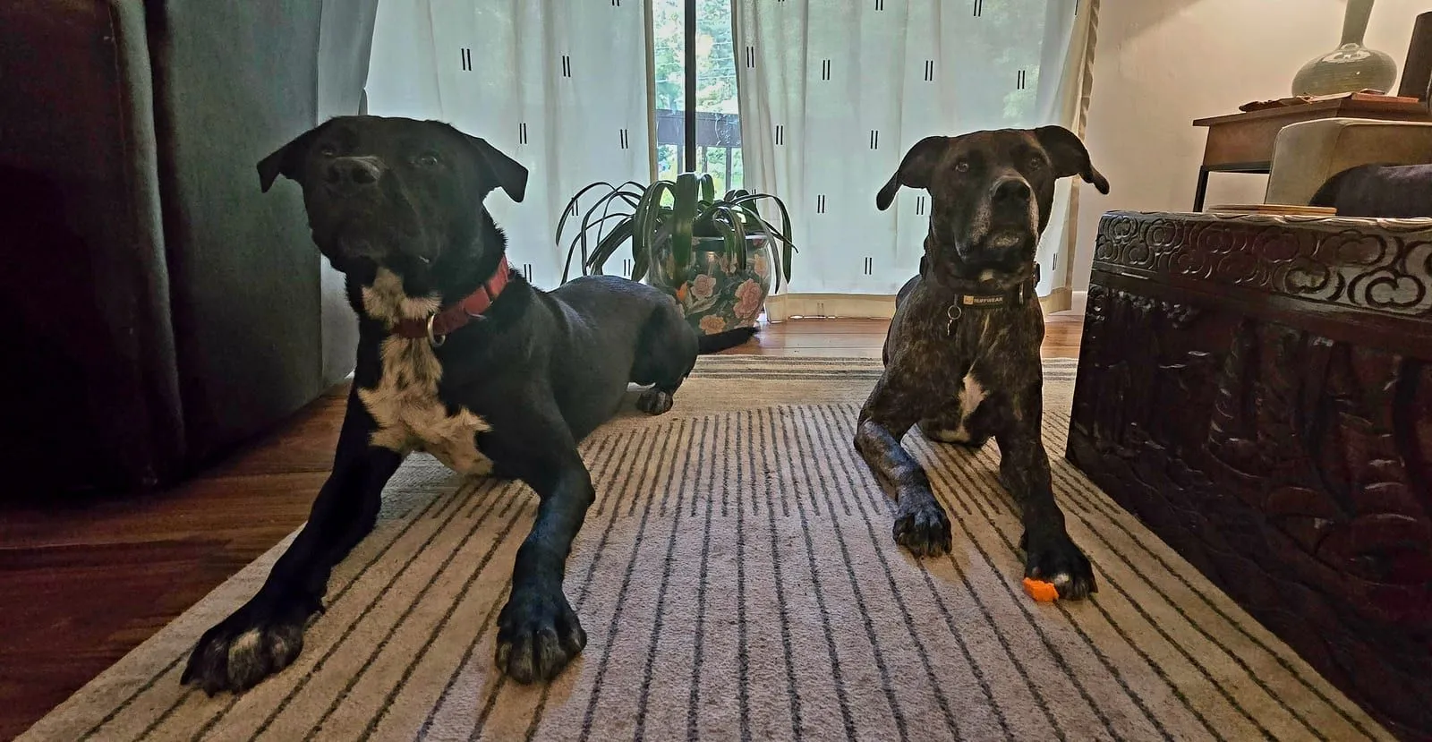 Two foster dogs lying relaxed together on a rug at home in Asheville, NC