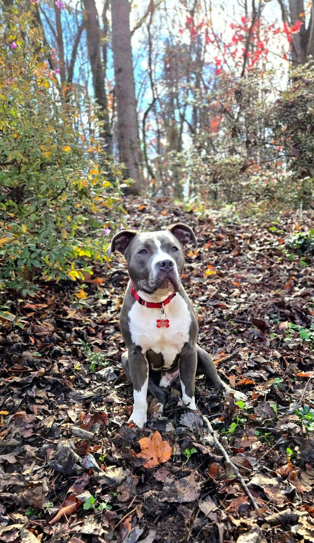 Grey and white rescue dog sitting alert on an autumn woodland trail in Western North Carolina